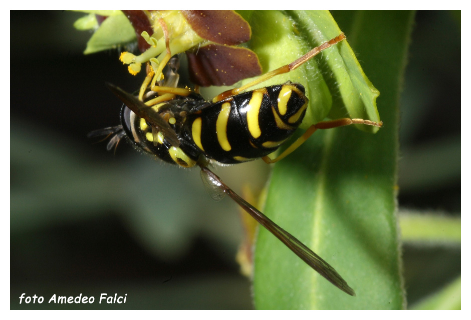 Chrysotoxum intermedium (Syrphidae) della Sicilia, conferma.